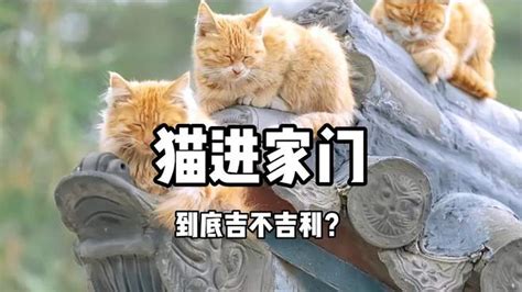 猫进屋|猫进家门到底吉不吉利